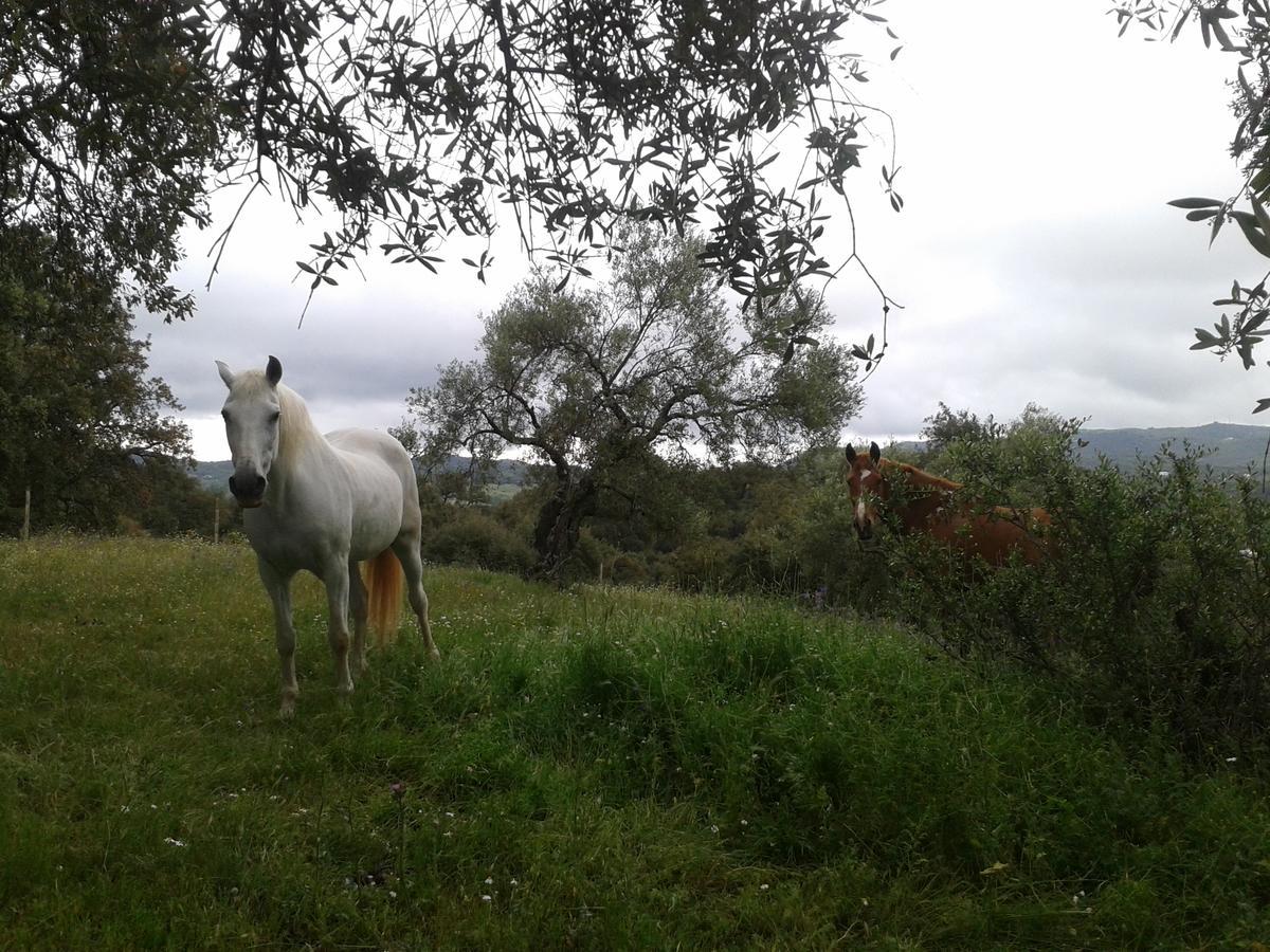 Finca La Carnicera Constantina Luaran gambar