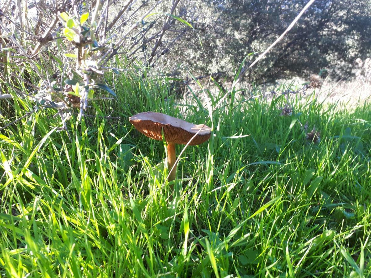 Finca La Carnicera Constantina Luaran gambar
